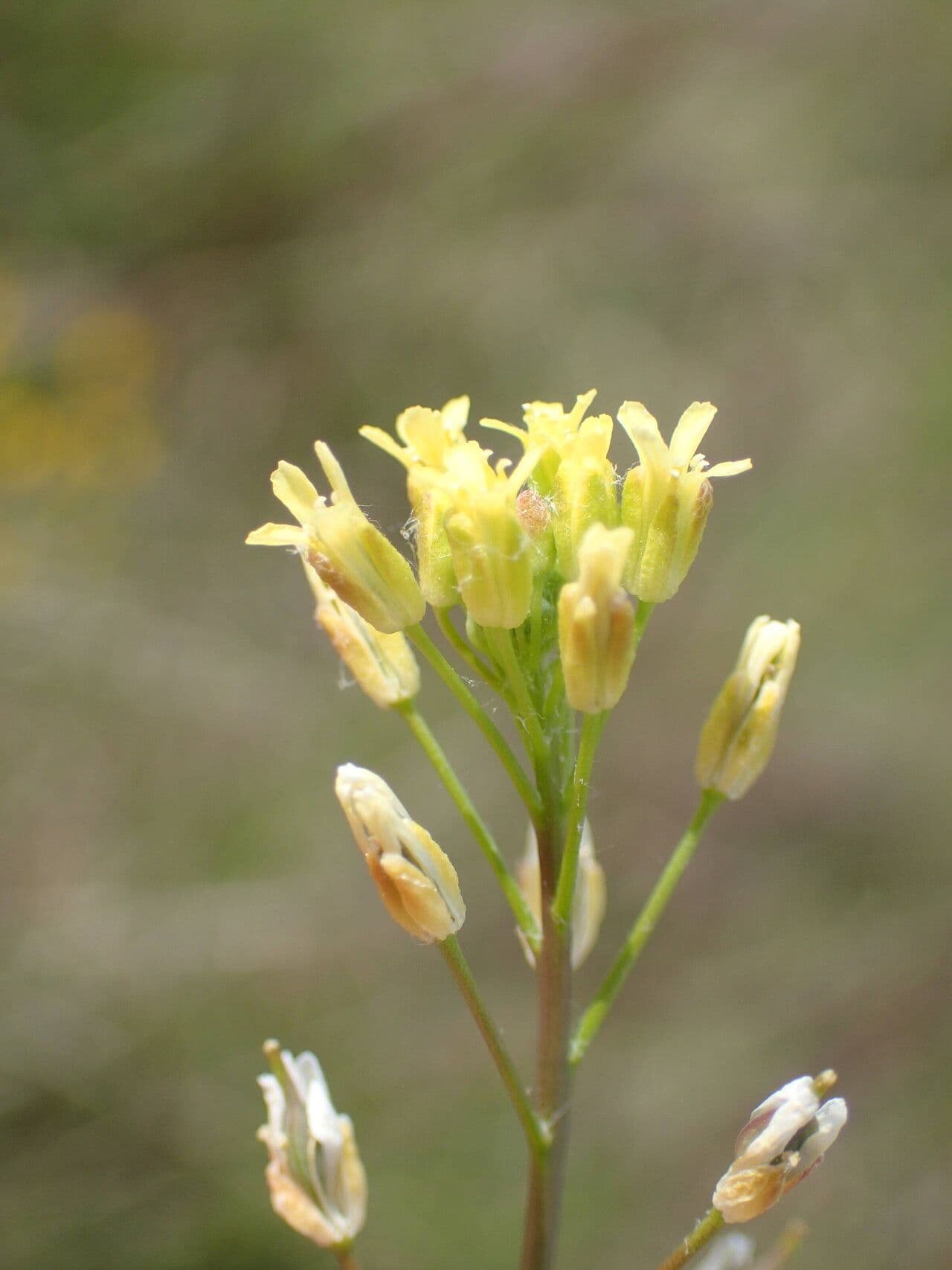 Camelina microcarpa