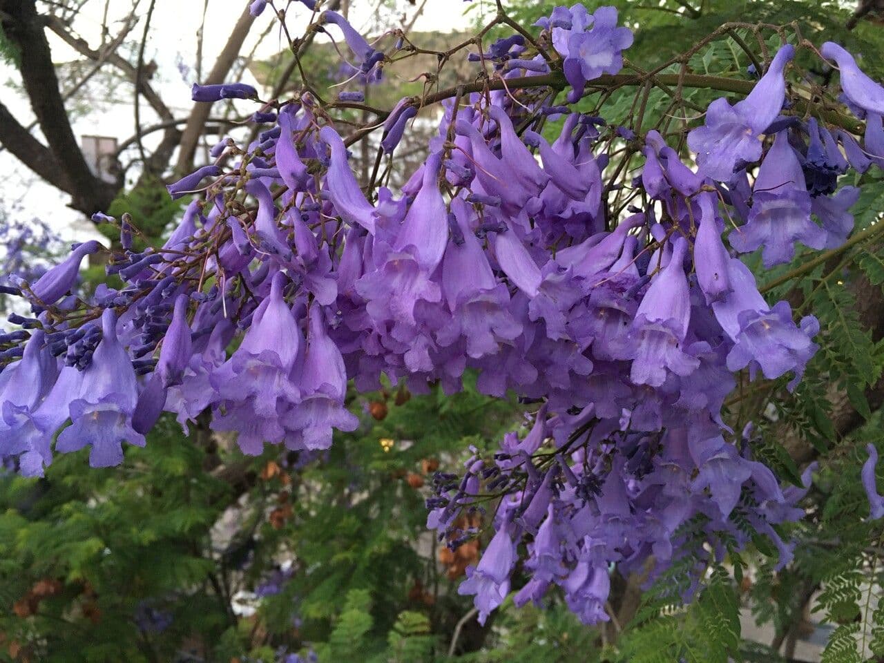 Jacaranda mimosifolia