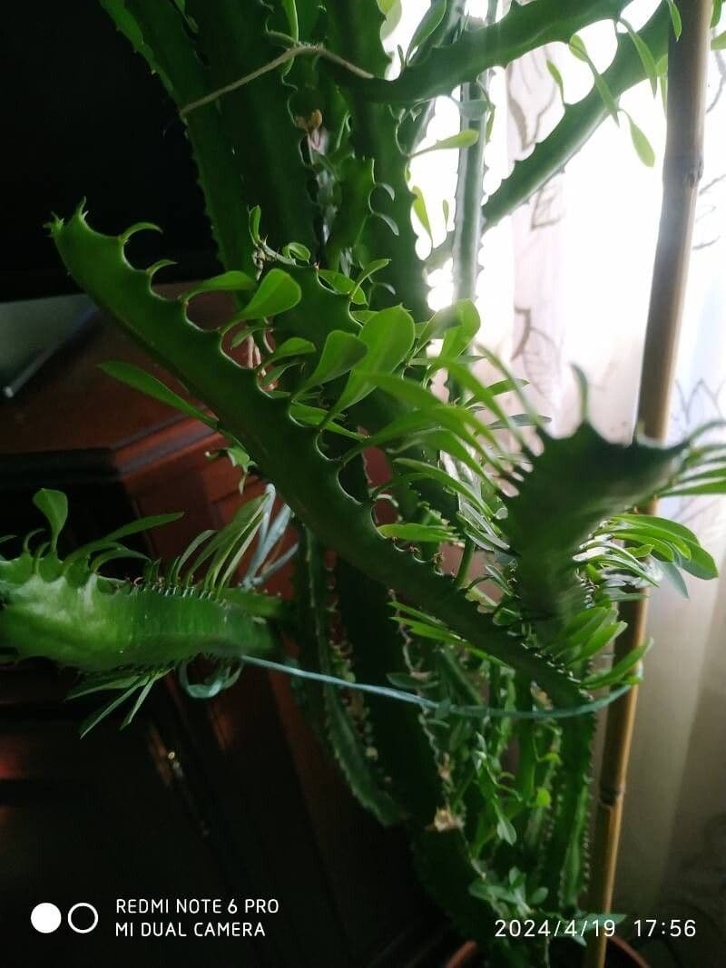 Euphorbia trigona