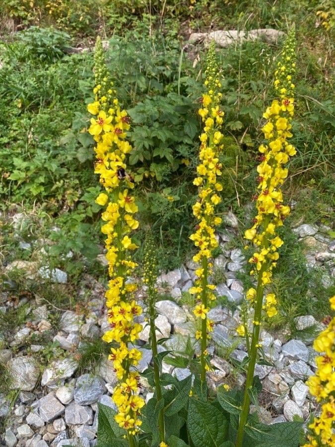 Verbascum nigrum