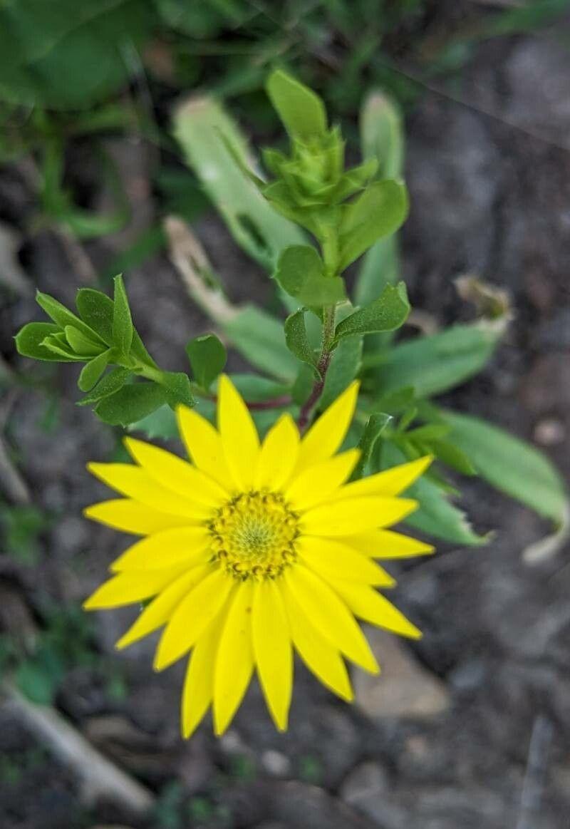 Xanthisma texanum