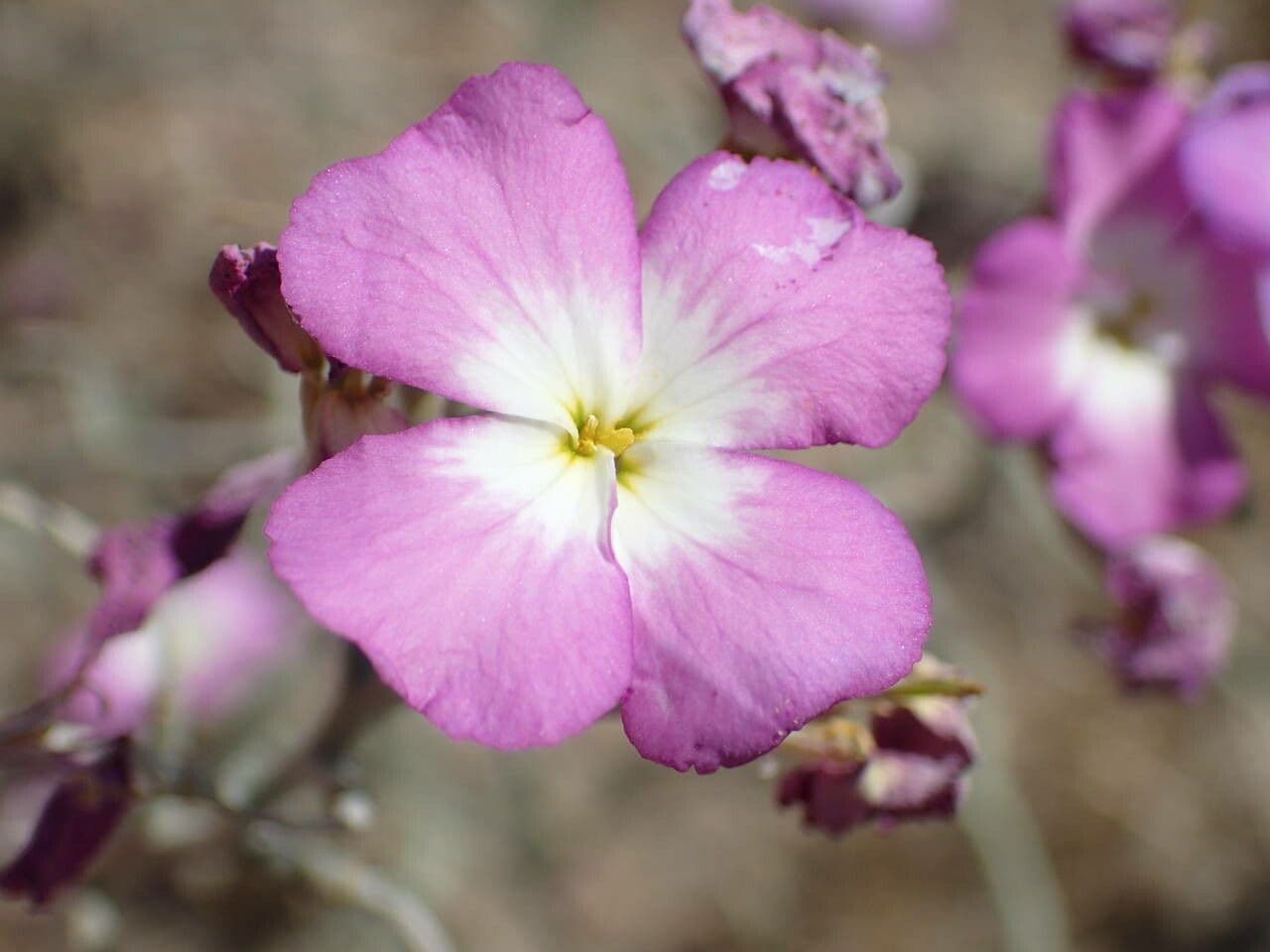 Marcus-kochia littorea