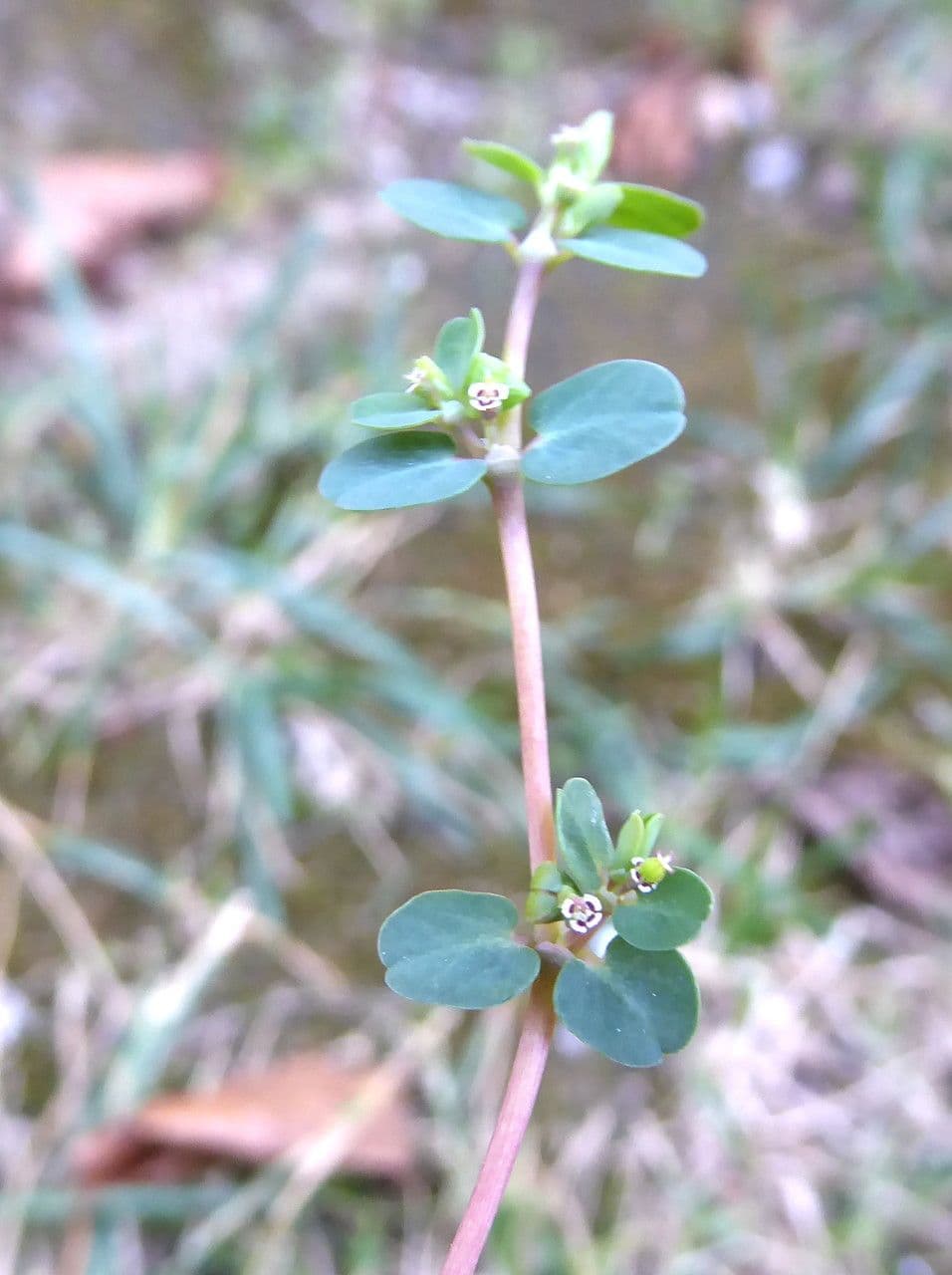 Euphorbia serpens