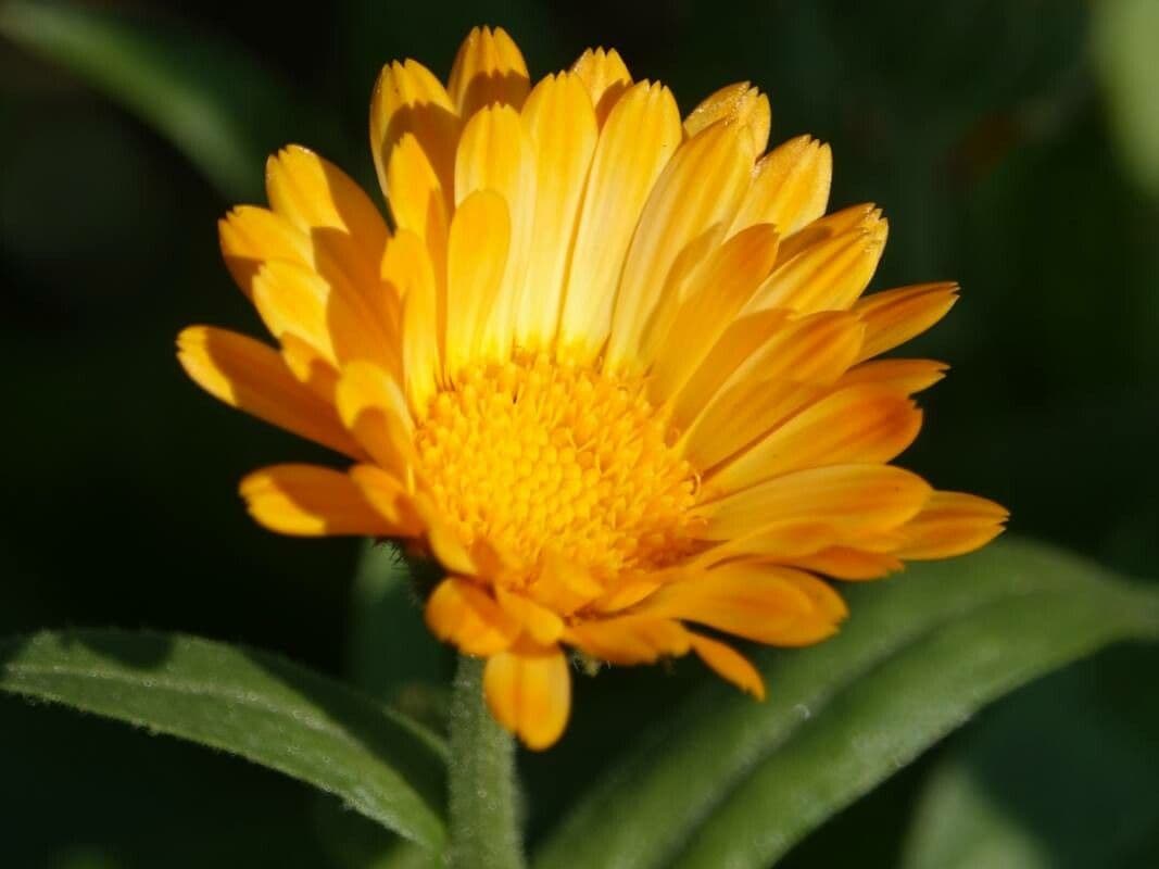 Calendula officinalis