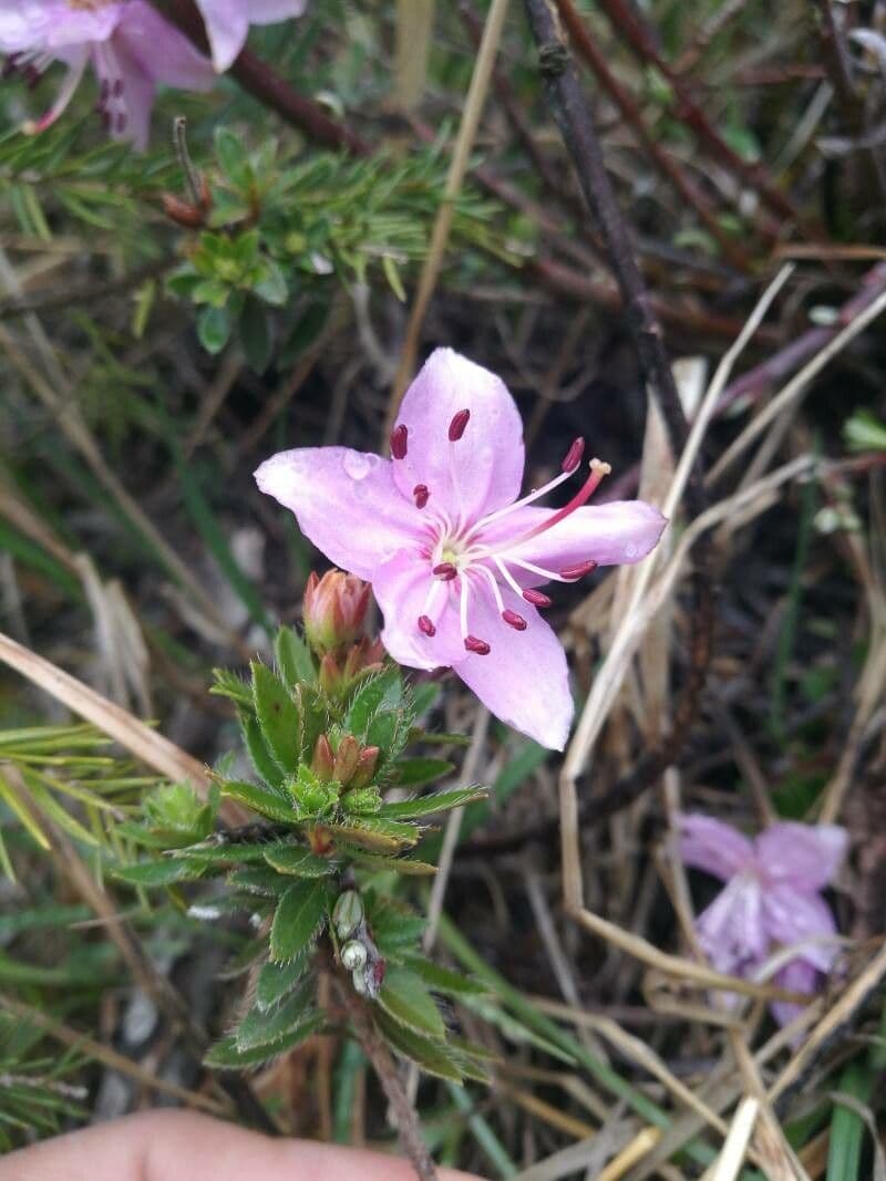 Rhodothamnus chamaecistus