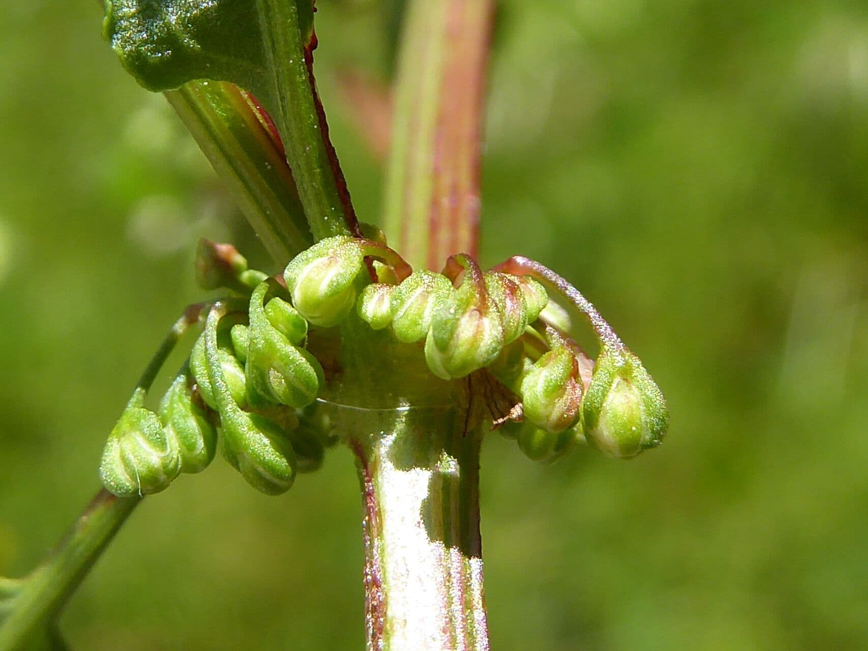 Rumex intermedius