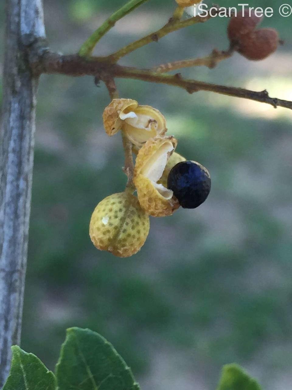 Zanthoxylum capense