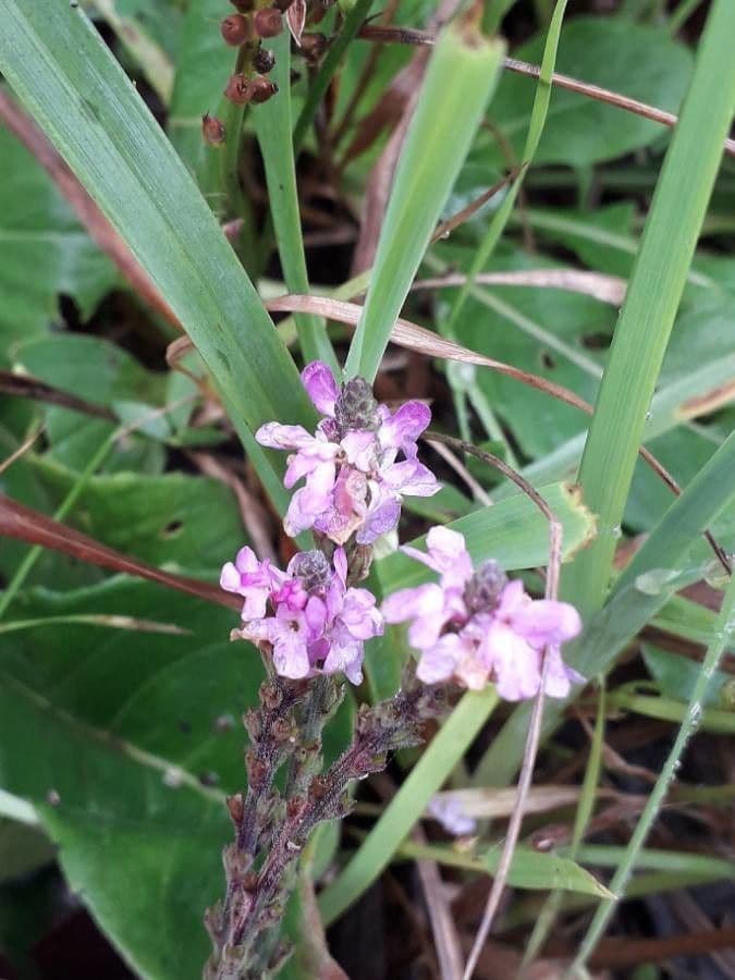 Verbena hastata