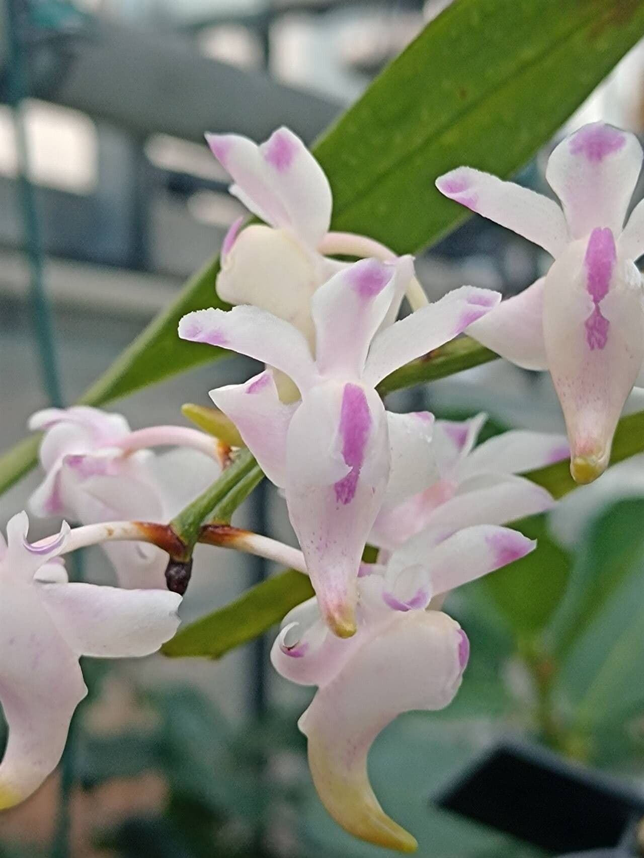 Aerides odorata