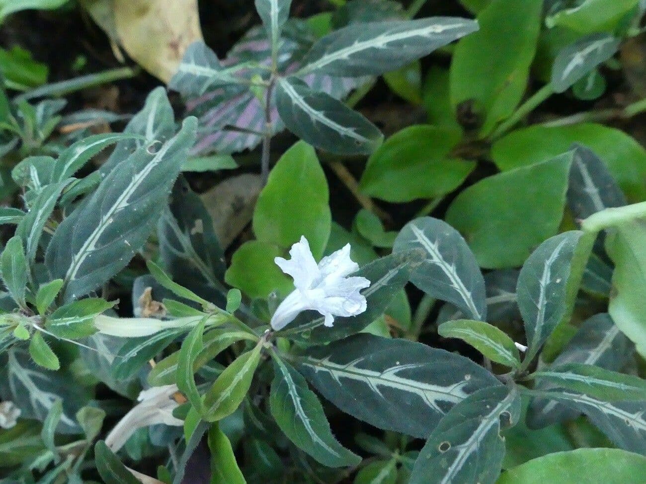 Ruellia makoyana