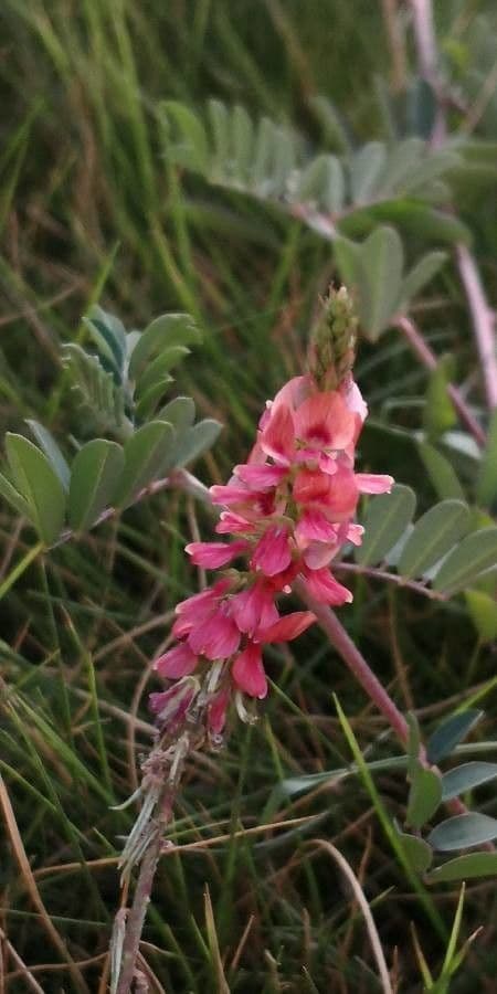 Indigofera spicata