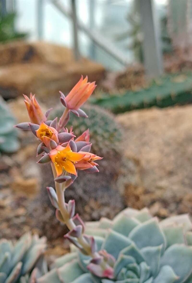 Echeveria elegans