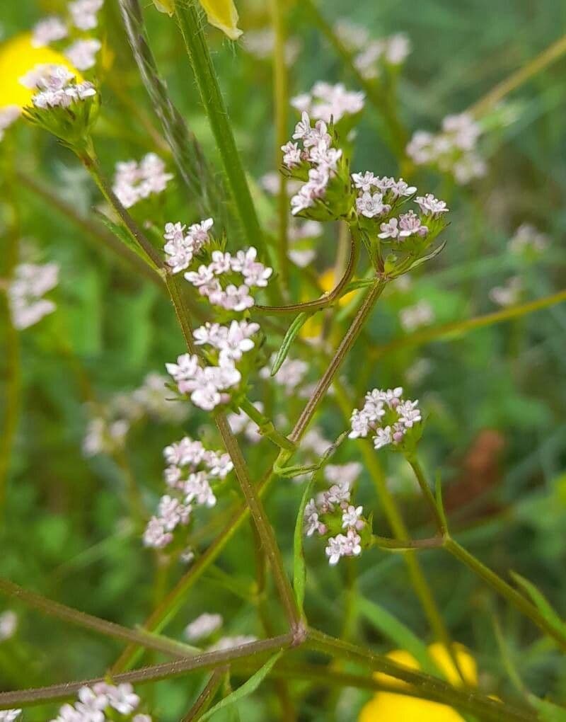 Valeriana dentata