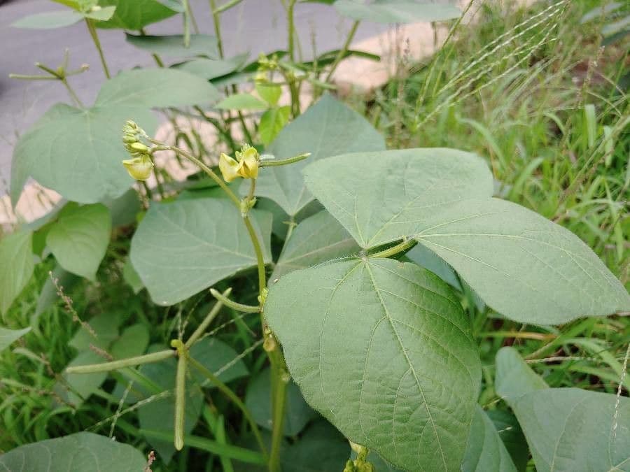 Vigna radiata