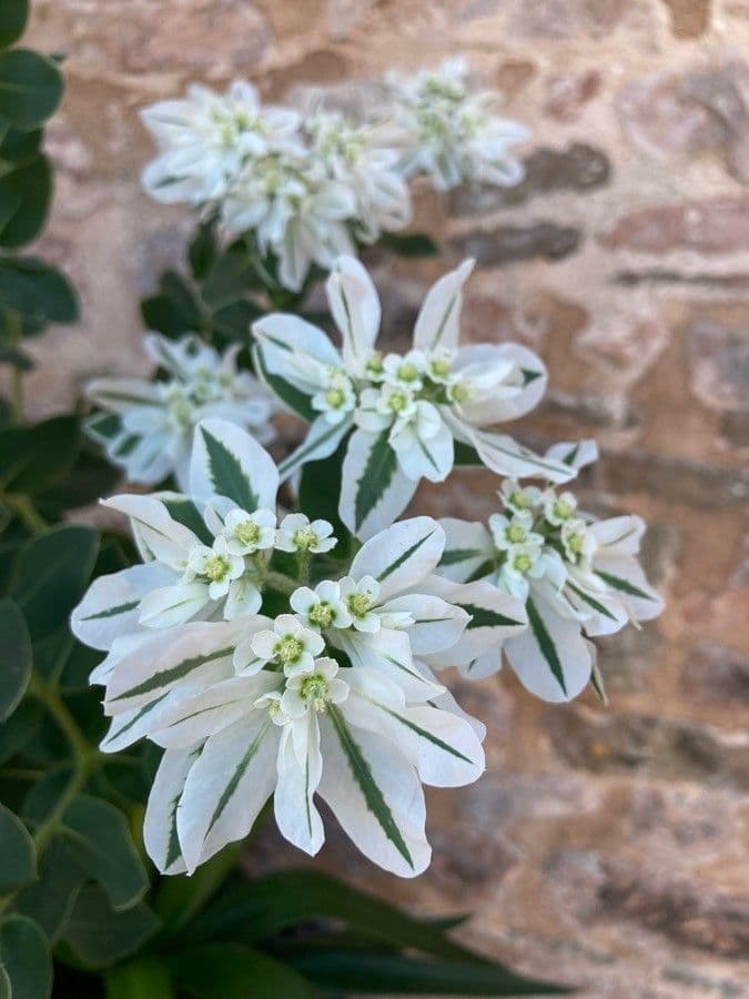 Euphorbia marginata