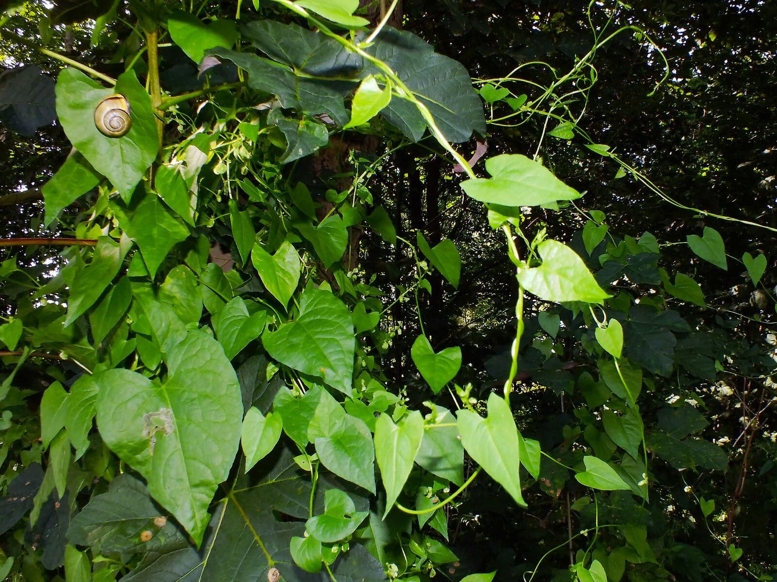 Cissus repens