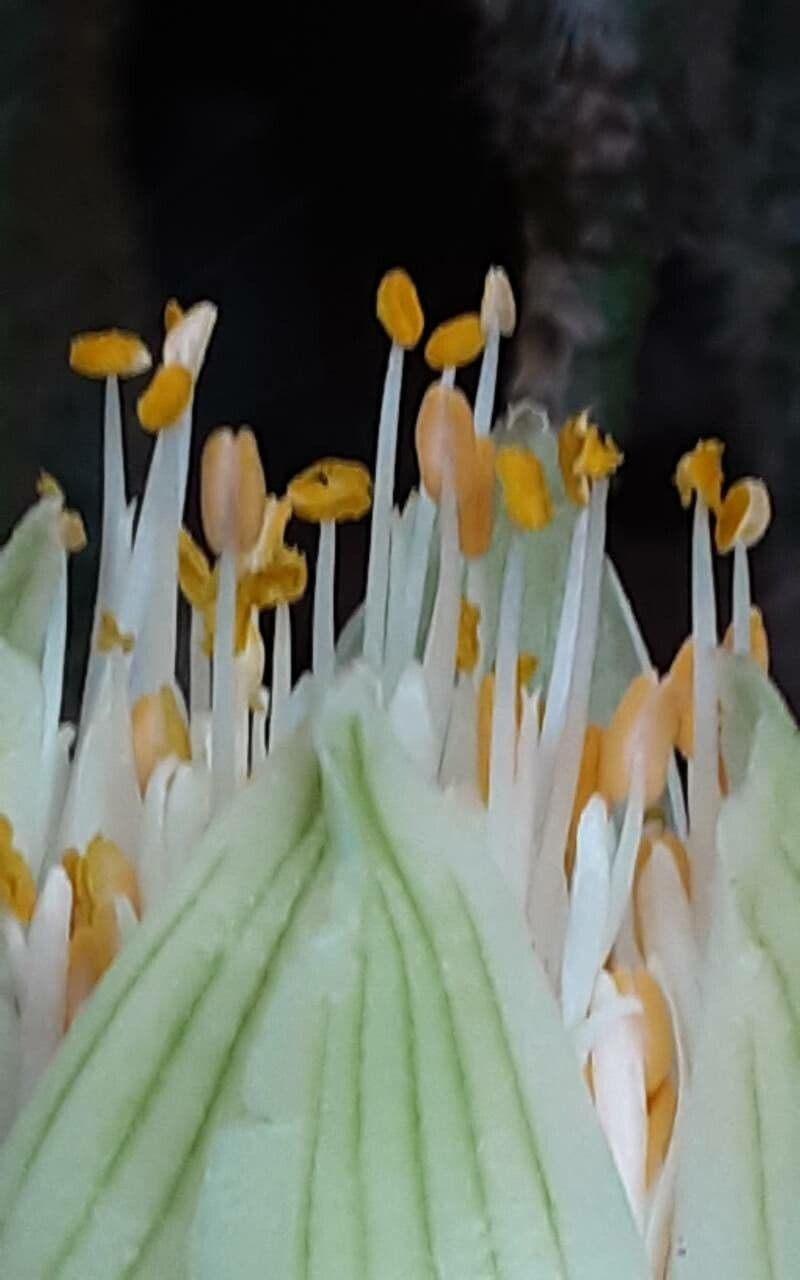 Haemanthus albiflos