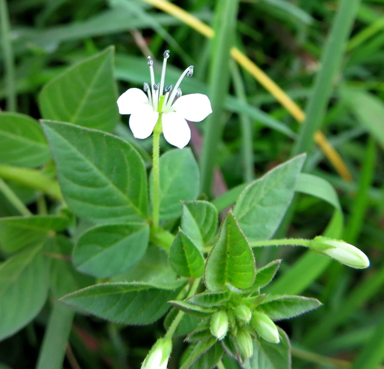 Cleome rutidosperma