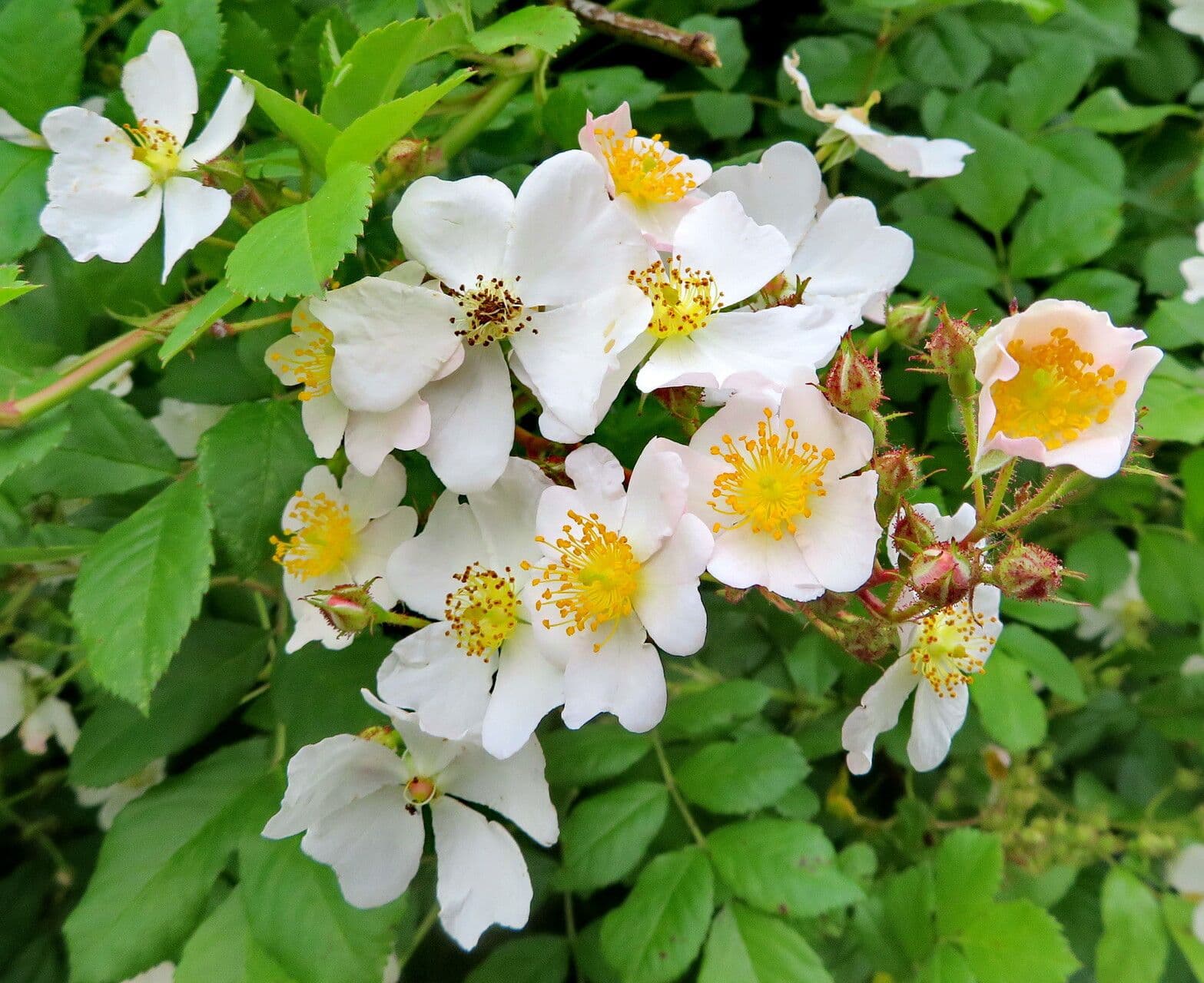 Rosa multiflora