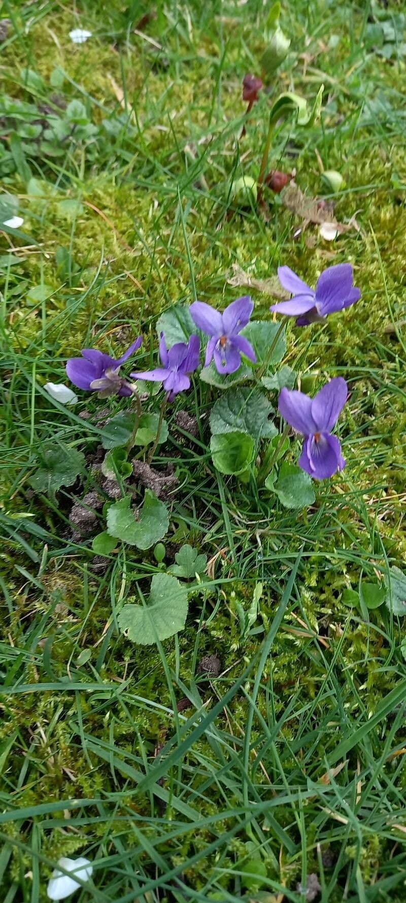 Viola odorata