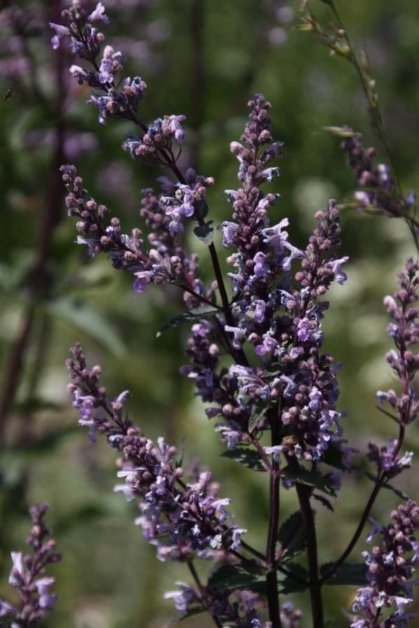 Nepeta nuda