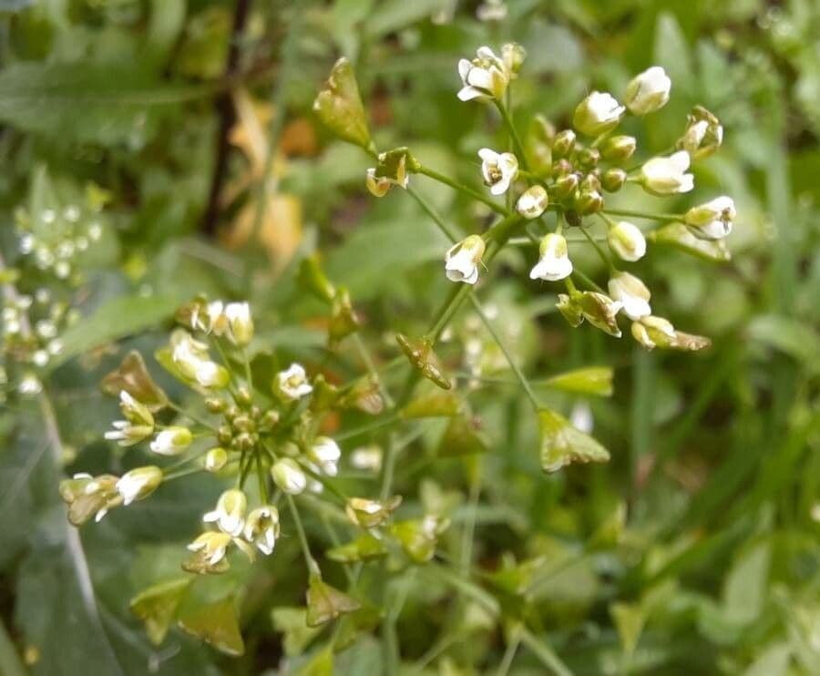 Capsella bursa-pastoris