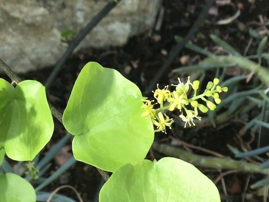 Dioscorea elephantipes