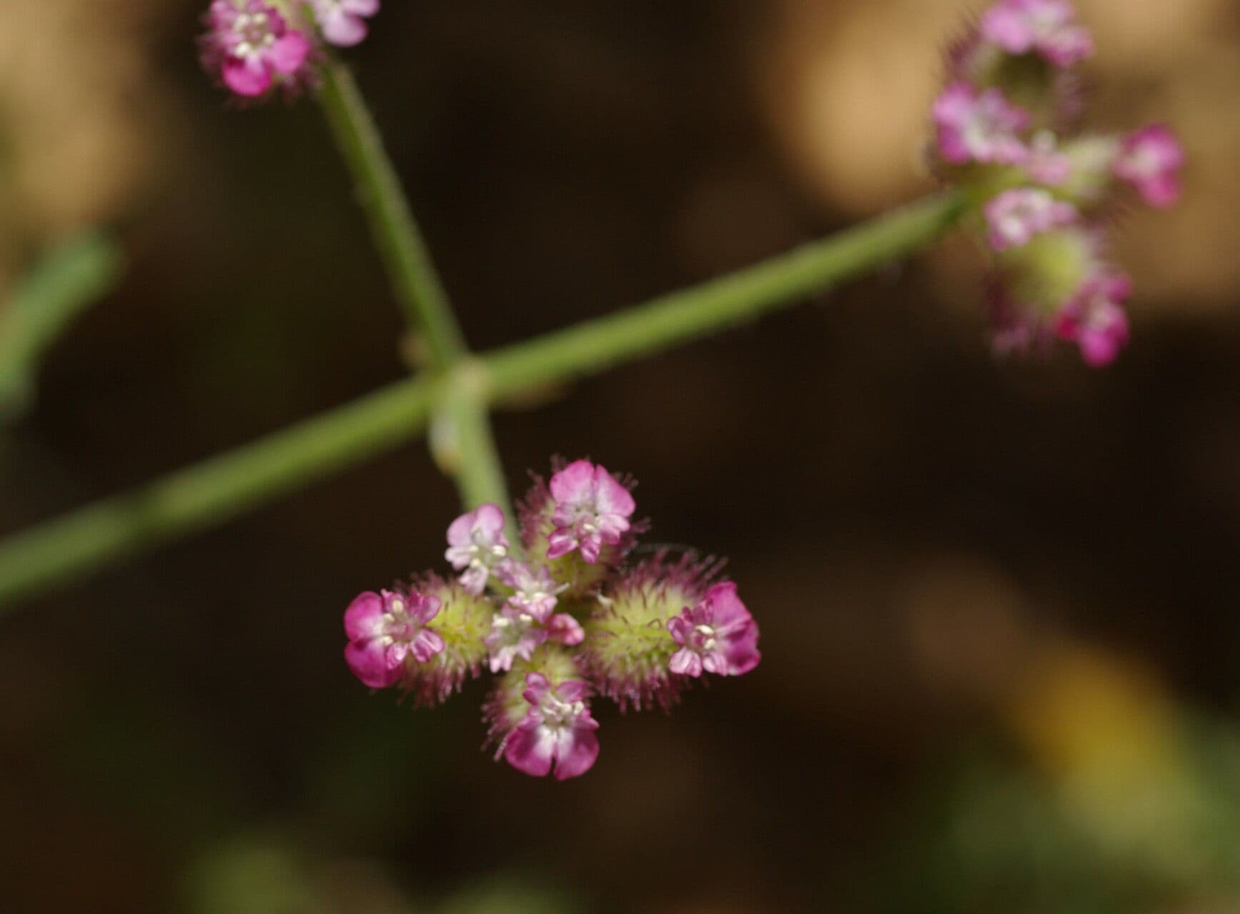 Turgenia latifolia