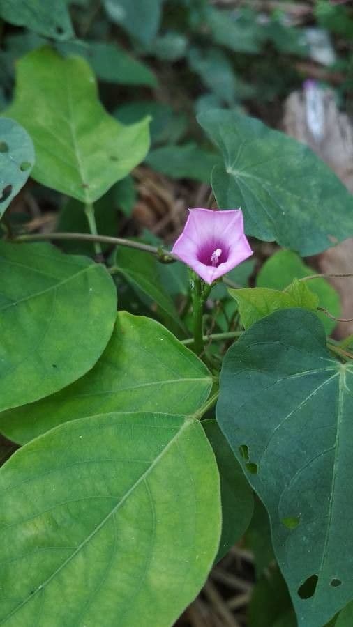 Ipomoea triloba