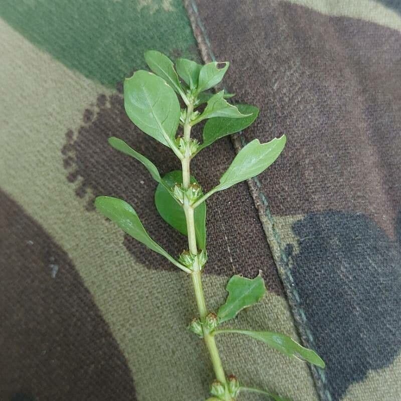 Lythrum portula
