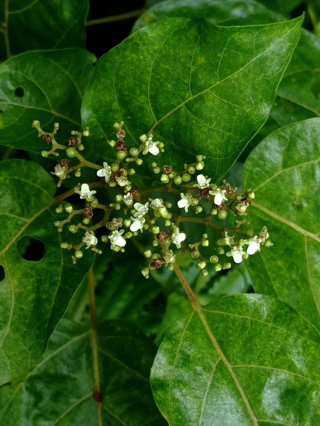 Premna serratifolia