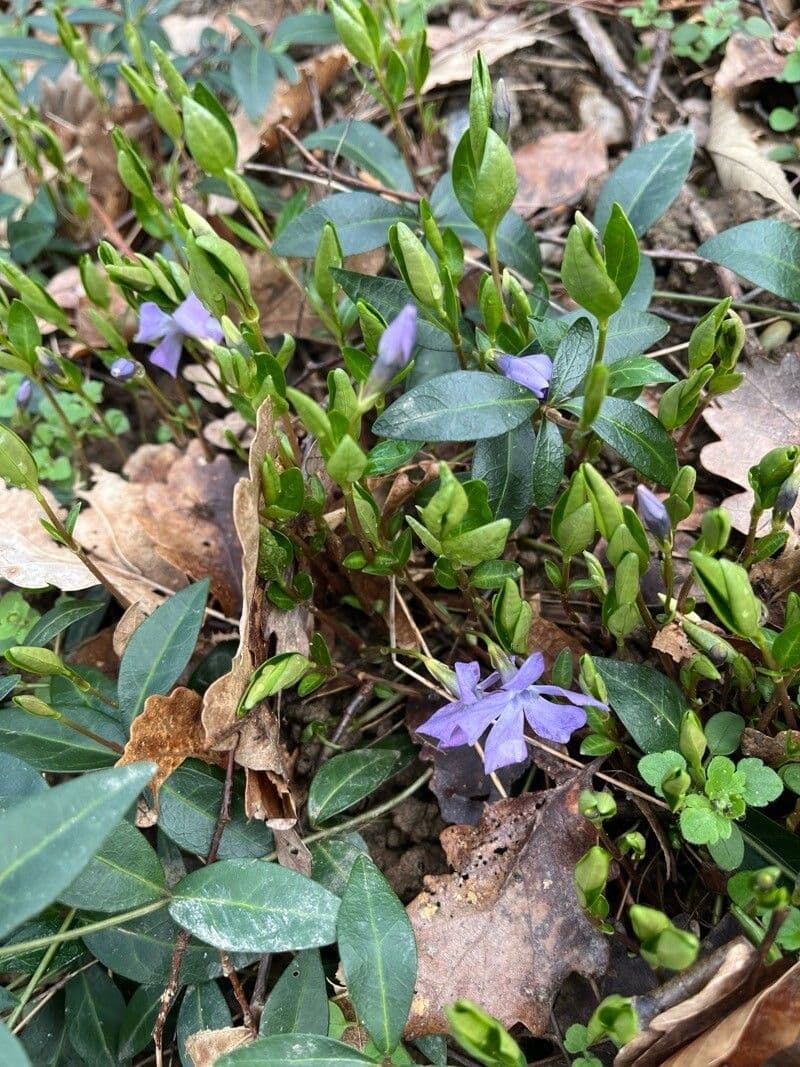 Vinca minor