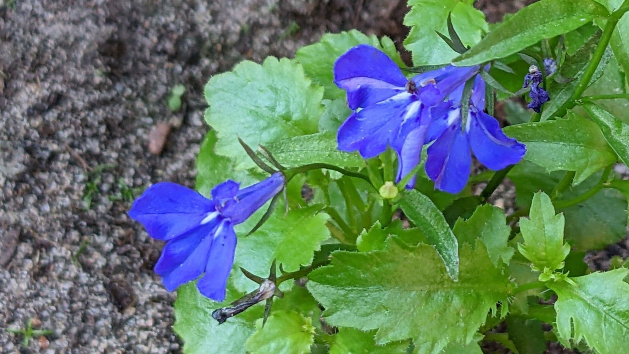 Lobelia erinus