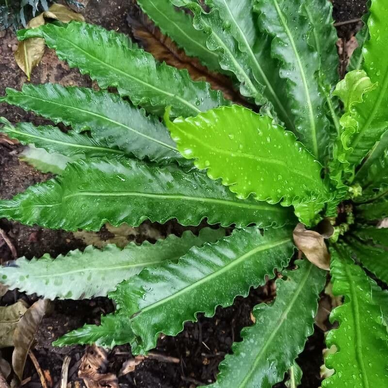 Asplenium nidus