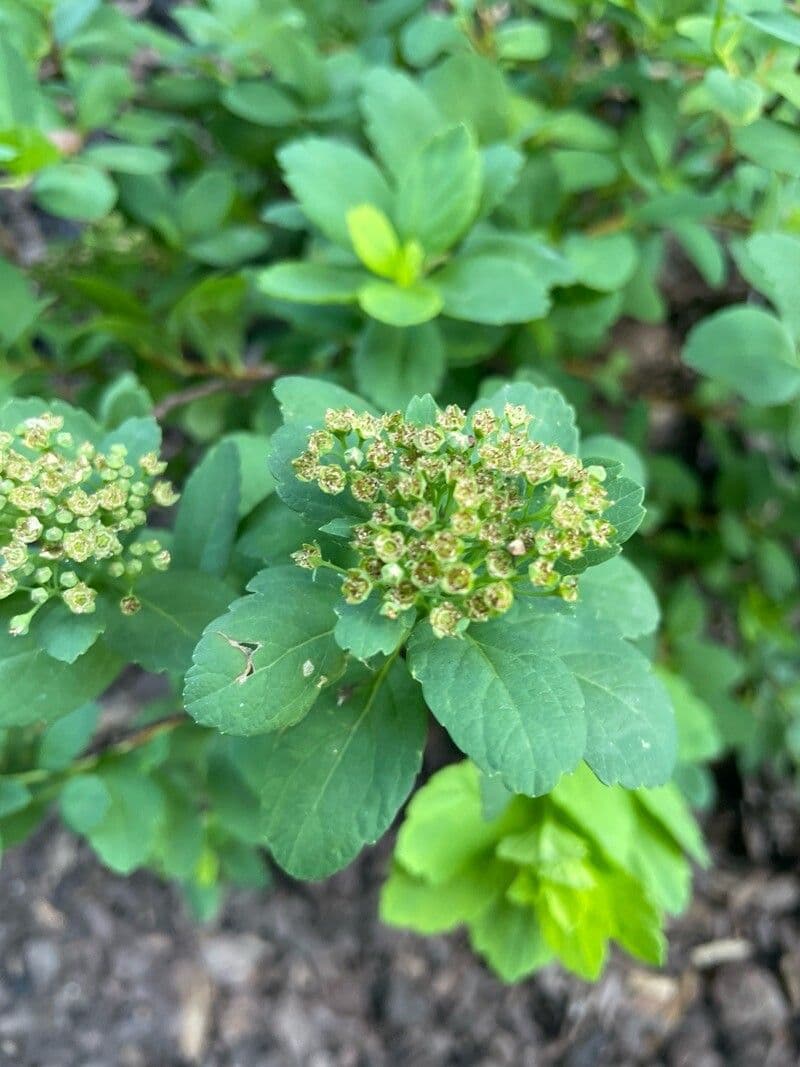 Spiraea betulifolia