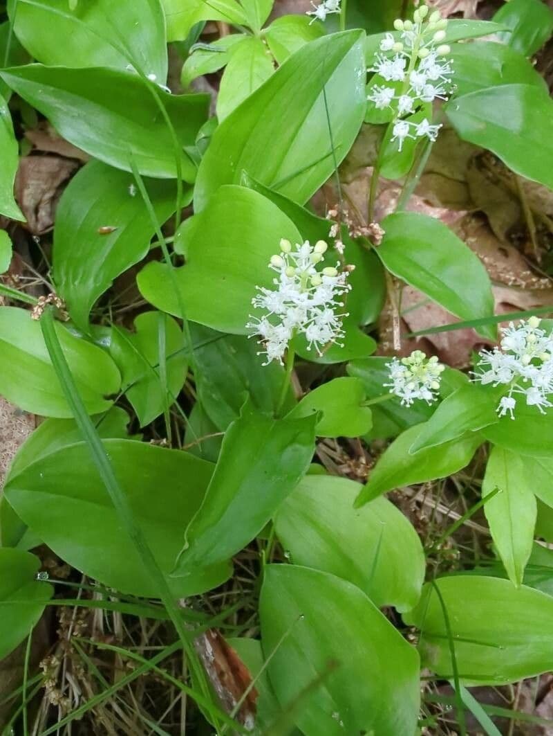 Maianthemum canadense