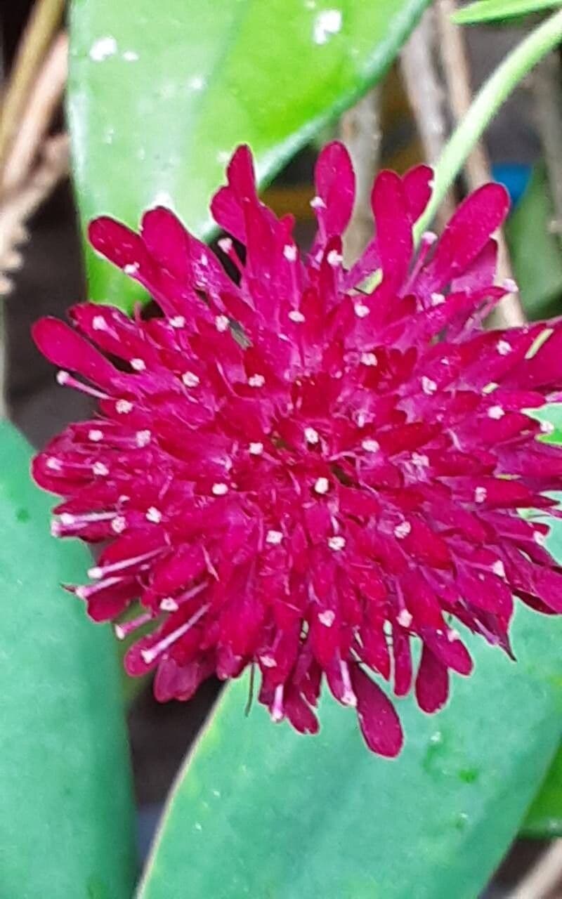 Knautia macedonica