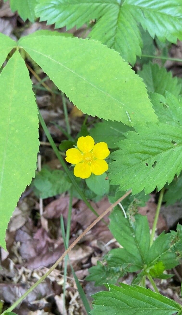 Potentilla simplex