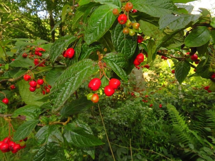 Cotoneaster bullatus
