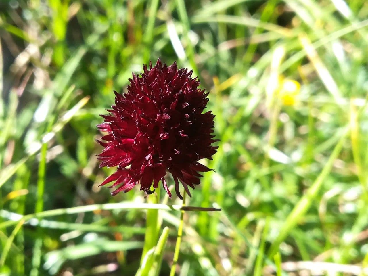 Gymnadenia nigra