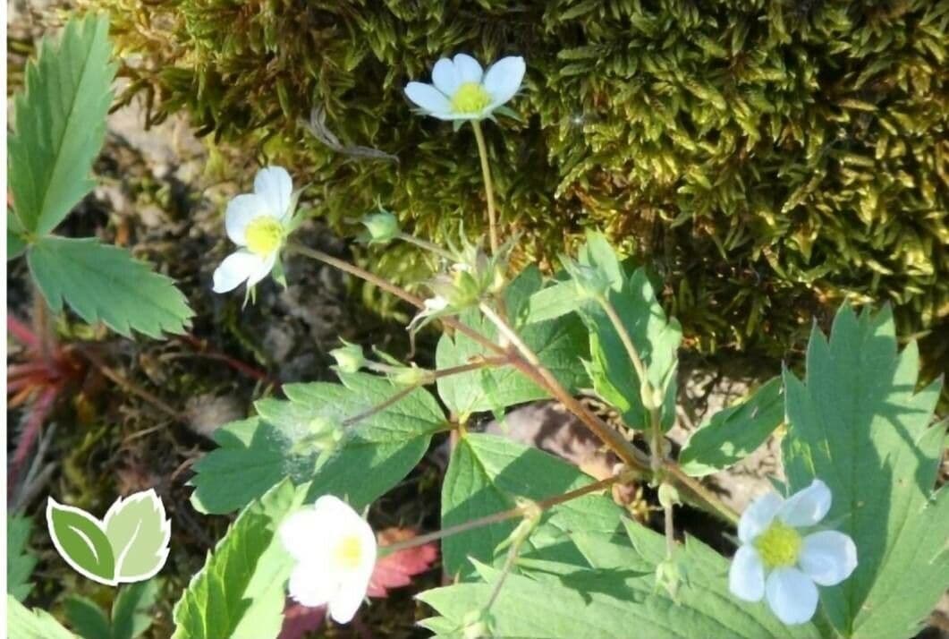 Fragaria virginiana