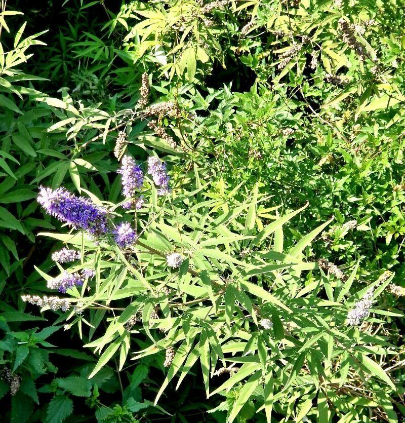 Vitex agnus-castus