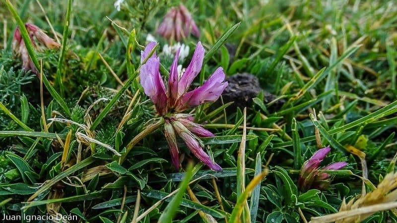 Trifolium alpinum