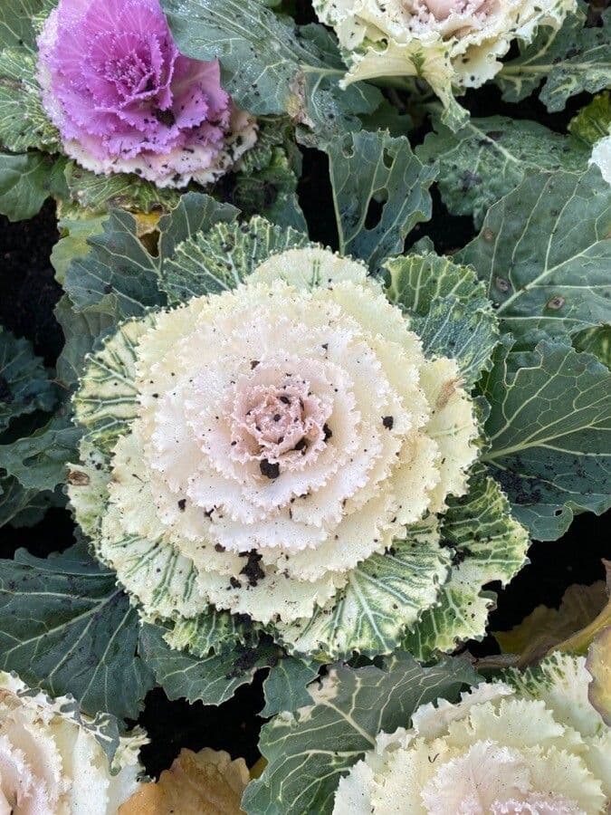 Brassica oleracea