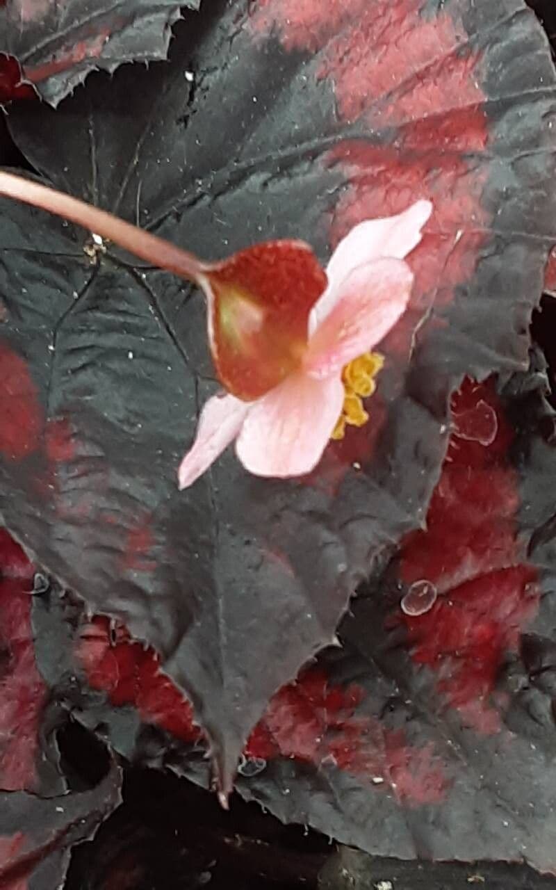 Begonia rex