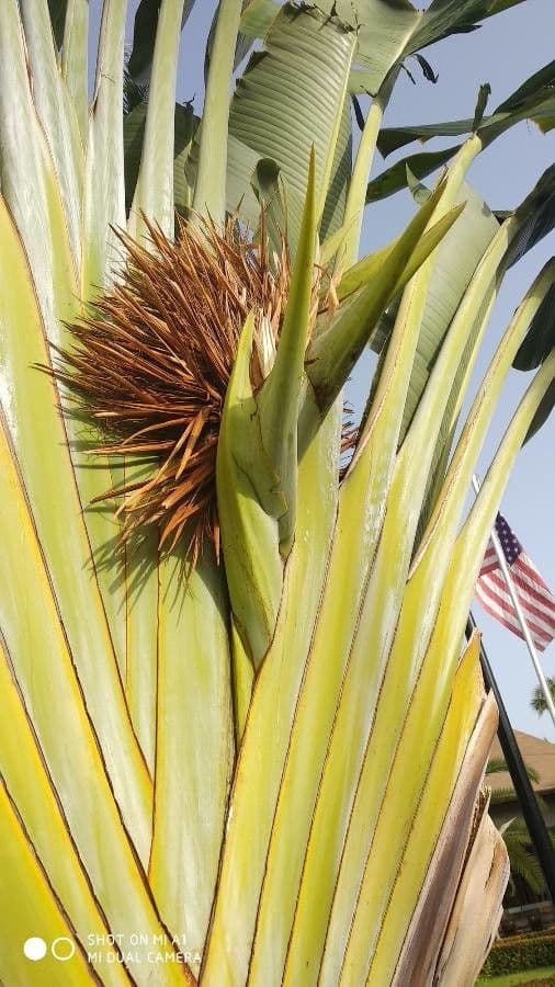 Ravenala madagascariensis