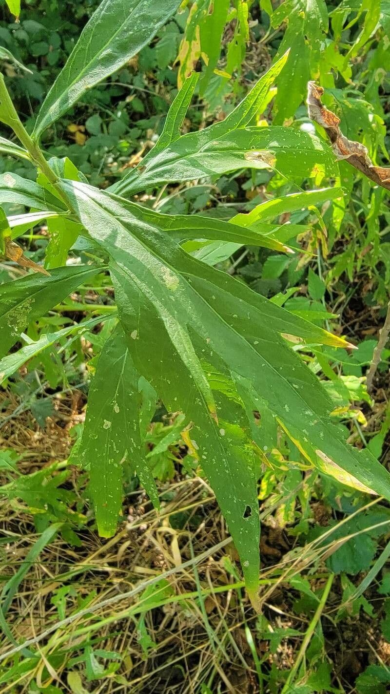Artemisia douglasiana