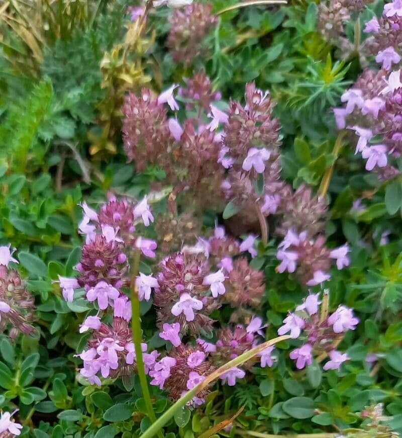 Thymus pulegioides