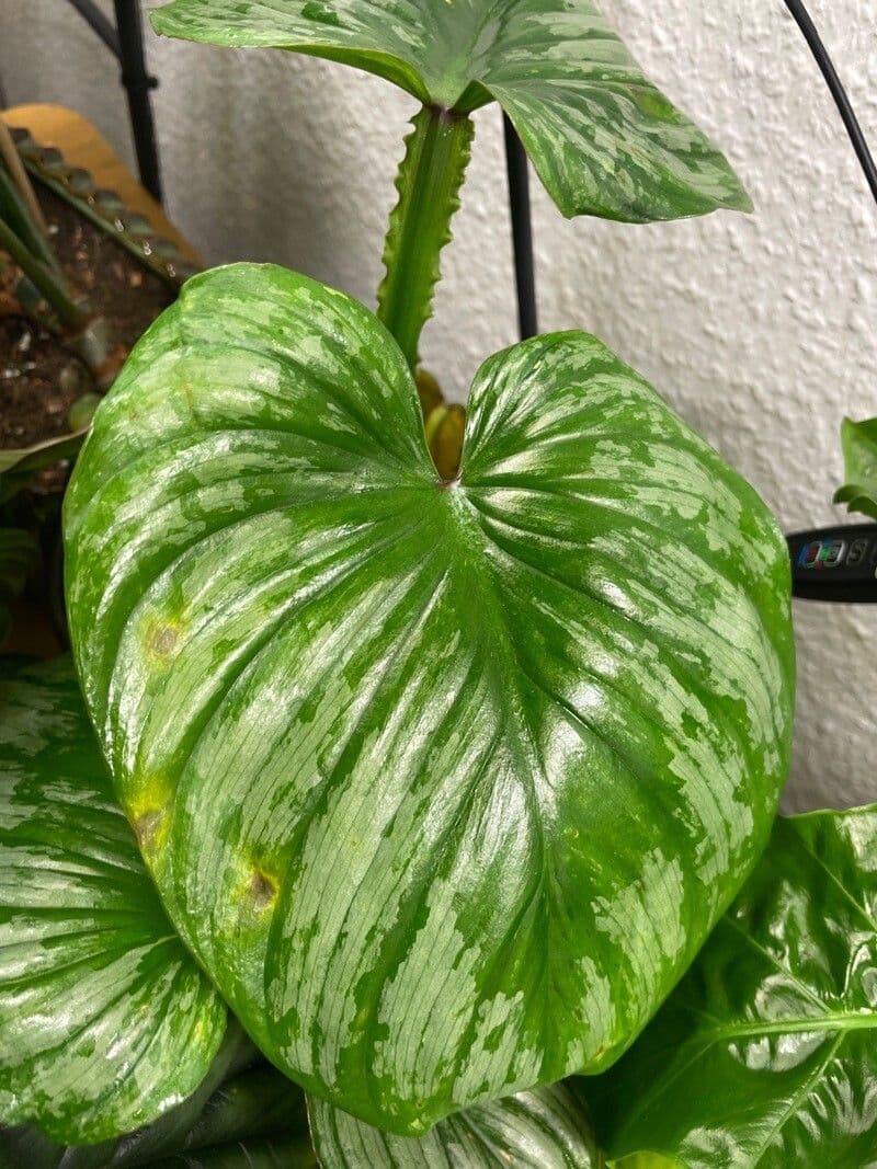 Philodendron mamei