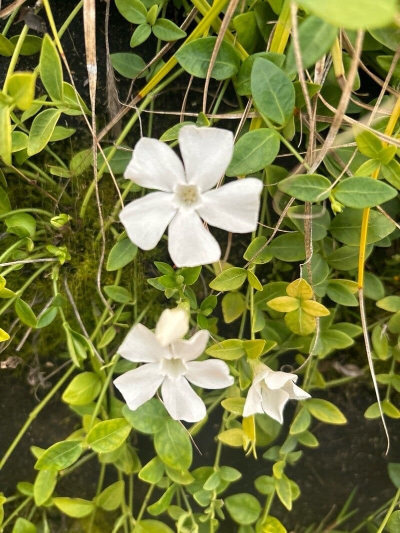 Vinca difformis